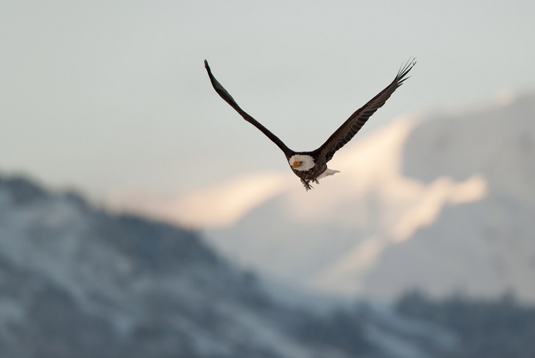Flying eagle over snow-covered mountains, Alaska