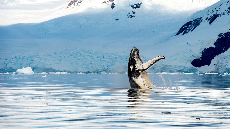 Hampback whale breaching, Alaska