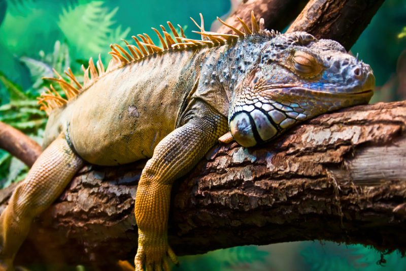 Lazy Iguana lying along the branch in the Galapagos Island