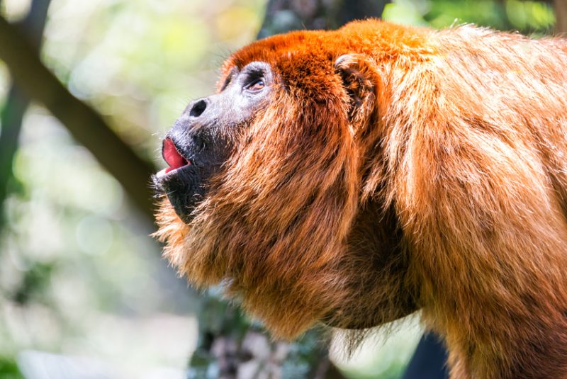Red Howler Monkey Alpha Male