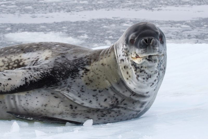 large male leopard seal sea on an ice