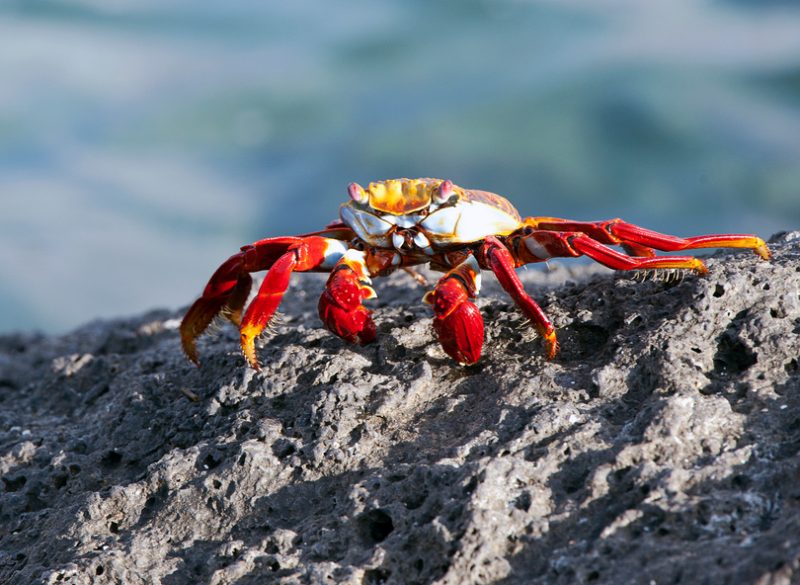 A Sally Lightfoot crab places a tiny morsel into its mouth using its claws whilst clinging to the rocky lava seashore of the Galapagos Islands, Ecuador