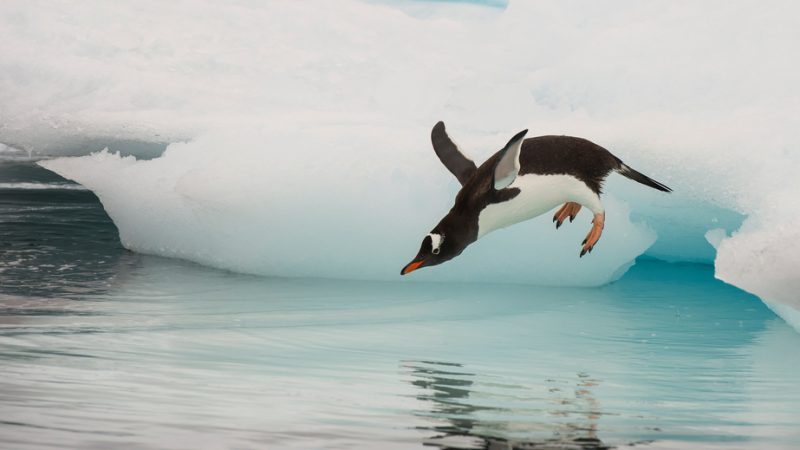 Gentoo Penguin jumping in the water from iceberg in Antarctica