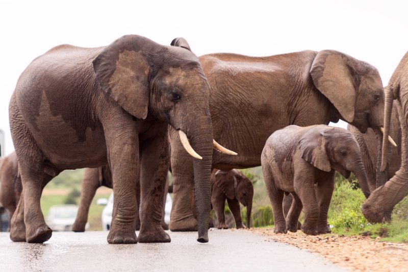 A Group of Elephants in Natural Reserve in South Africa