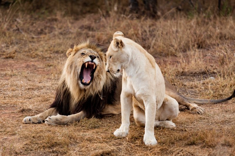 Male Lion roaring to female lion