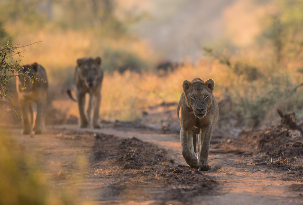 Young Male Lions in Kruger National Park