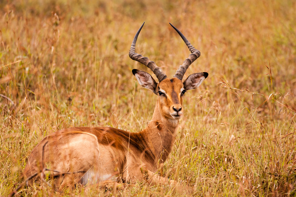 Male impala lying in long grass