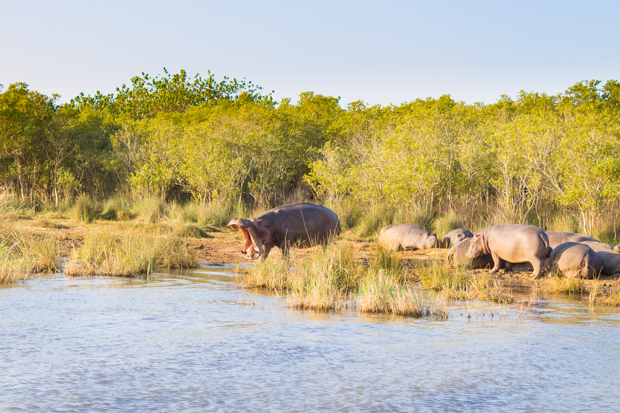 Herd of hippos sleeping, Isimangaliso Wetland Park, South Africa