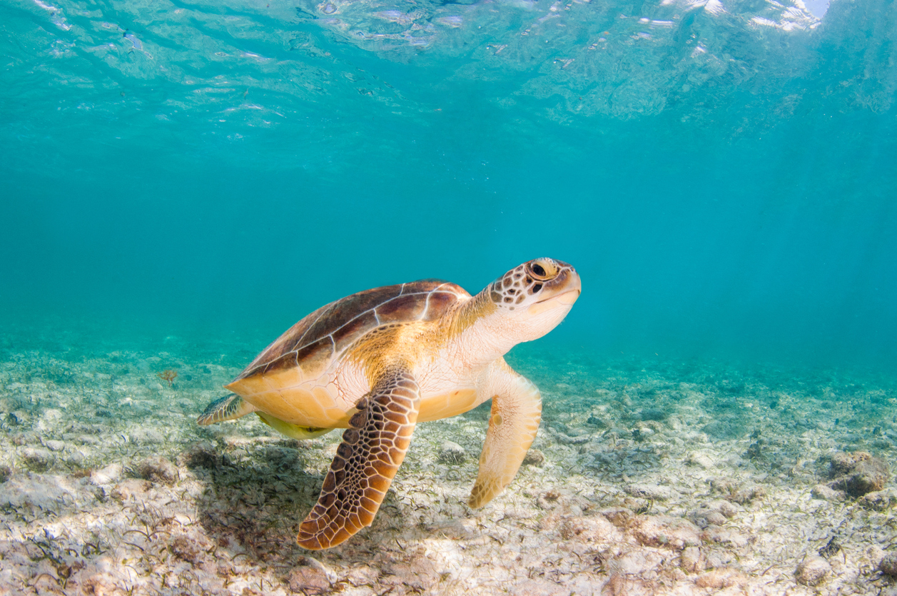 Free swimming sea turtle, Grand Cayman, Cayman Islands.