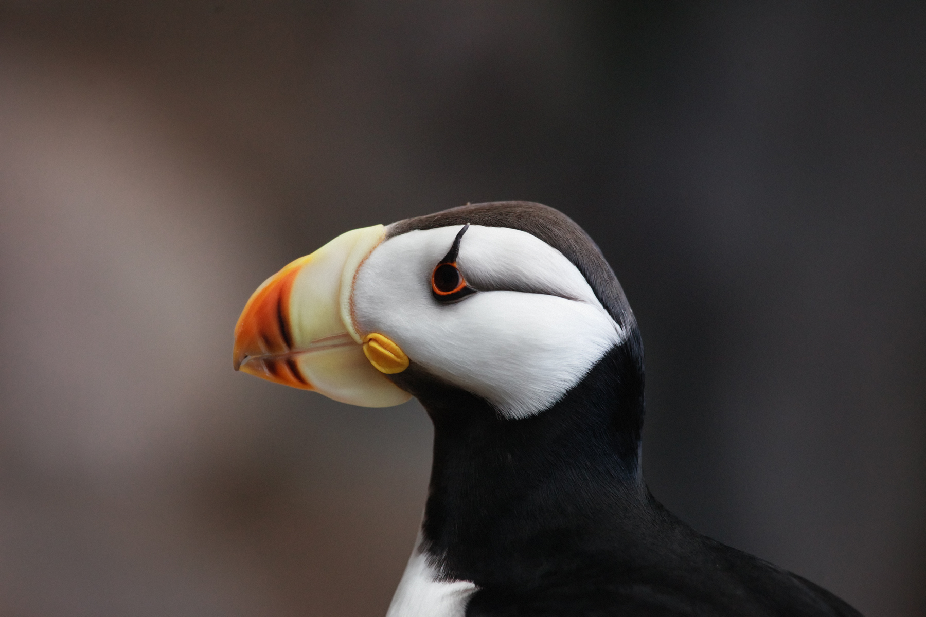 profile of a horned puffin