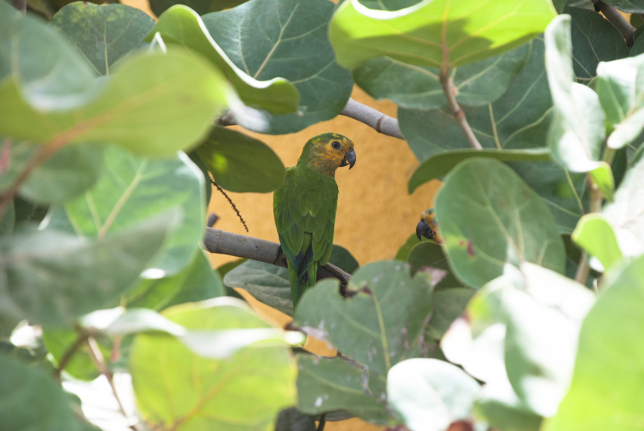 Yellow-shouldered parrot (lora)