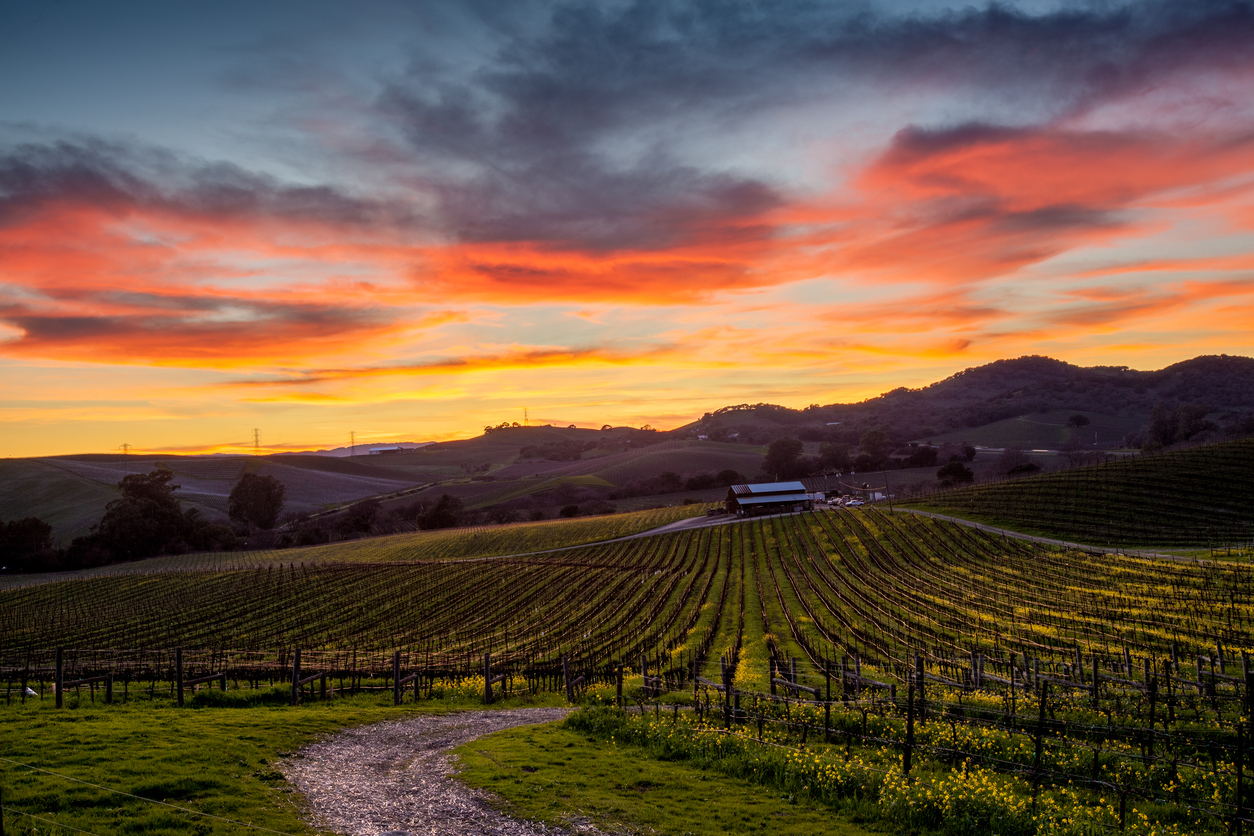 Colorful sunset over a Napa California vineyard