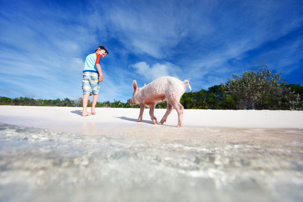 Boy with swimming pig of Exuma beach, Bahamas