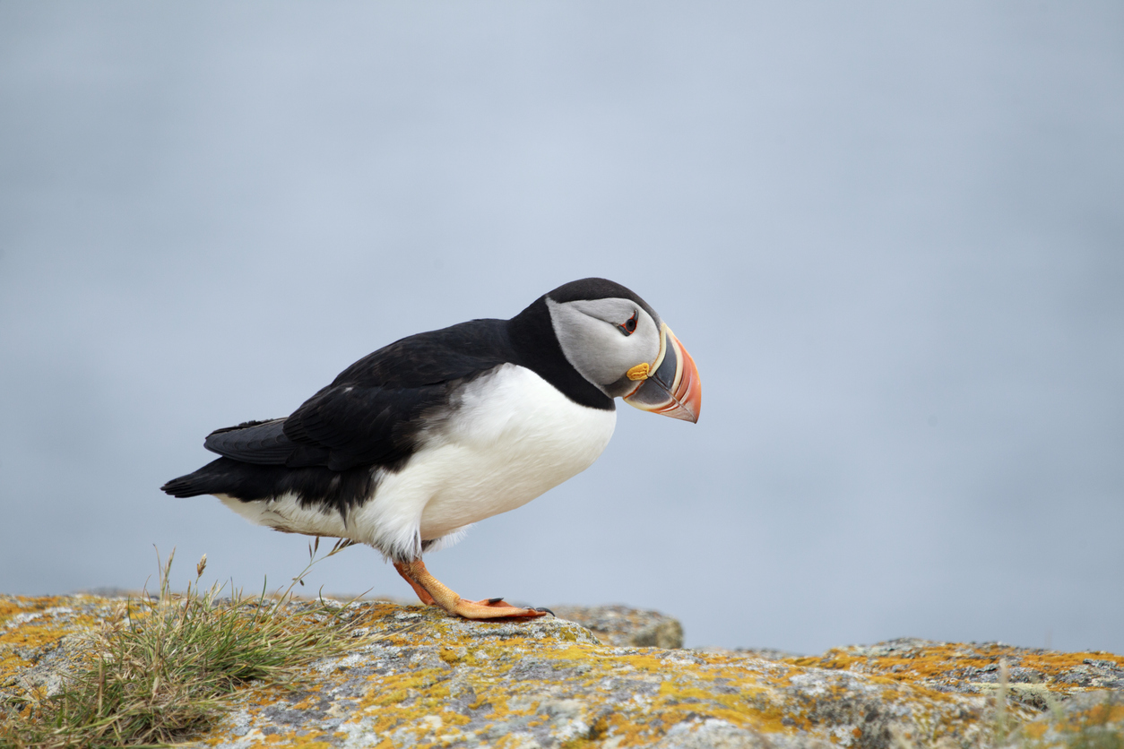 An Atlantic puffin peers over the edge of a cliff - Newfoundland, Canada