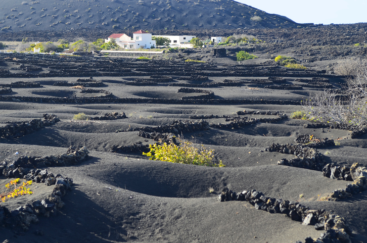 "Lanzarote, vine cultivation with stones as windbreak and agriculture in La Geria"