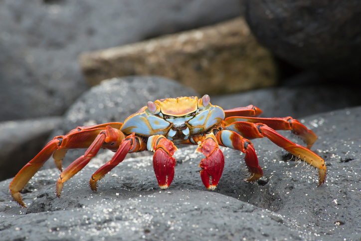 Taken of a Sally Lightfoot Crab in the Galapagos Islands