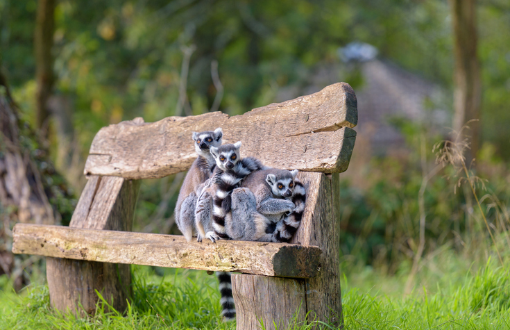 Cute and cuddly ring tail leamurs bunched up on a bench