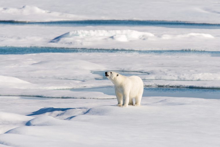Polar bear on the pack ice, Svalbard