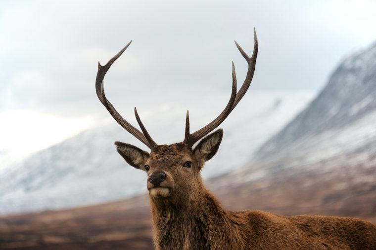 Scottish red deer stag looking at camera. Highland mountains as background.