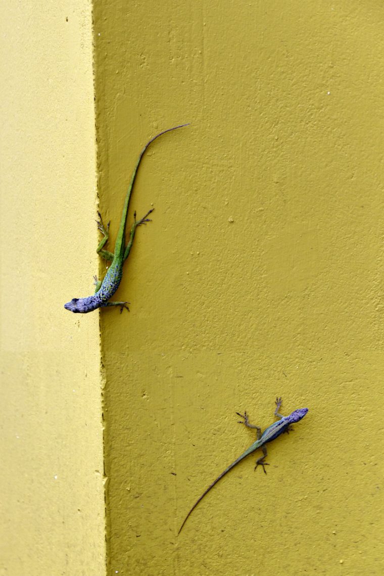 Lizards on wall in Speighstown, Barbados