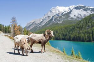Bighorn Sheep on Lake Minnewanka