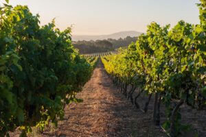 vineyard landscape with grapevines at sunset in stellenbosch, south africa