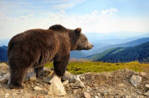 Brown Bear, Alaska
