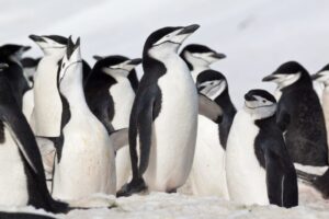 Crowded group of chinstrap penguins
