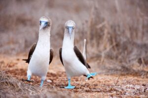 Couple of blue footed boobies performing mating dance