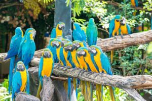 Blue macaws sitting on log with black background.