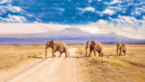 African Bush Elephant