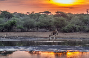 Giraffe in Kruger National park, South Africa