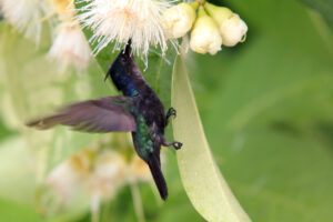 Antillean Crested Hummingbird Collecting Nectar from a Wax Apple Flower.