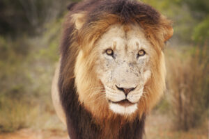 Lion in Kruger National Park