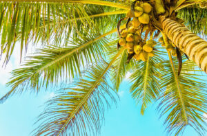 Sandy beach with coconut palm