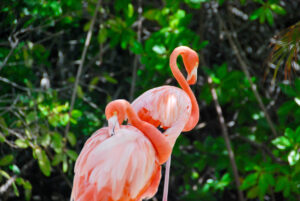 Flamingos standing close to the sea on a beach in Aruba.