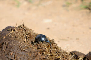 Flightless Dung Beetle, Addo Elephant National Park, South Africa.