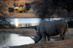 white rhino drinking, sighting from a safari car