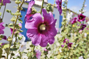 Hollyhock in an empty street in a village on Ile d'AIx of France.