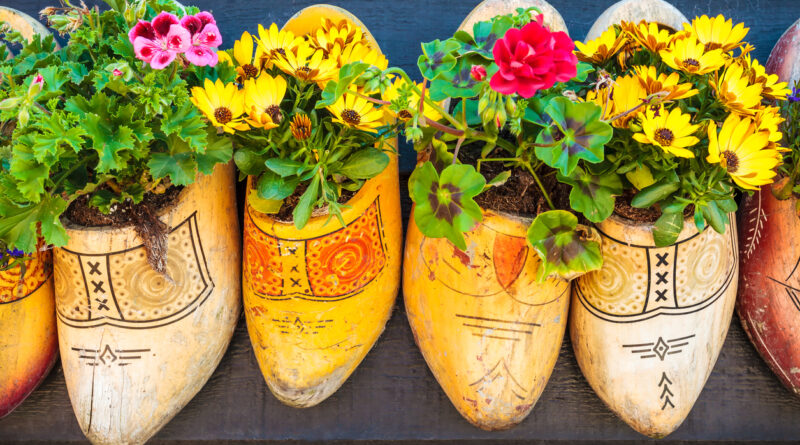 Dutch old wooden clogs with blooming flowers