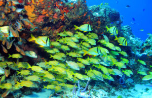 School of Porkfish Cozumel, Mexico
