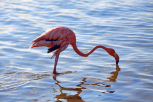 Caribbean flamingo at the flamingo sanctuary on Bonaire