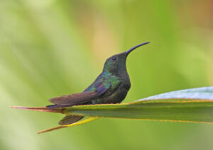 resting hummingbird, Dominica