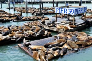 Pier 39 San Francisco