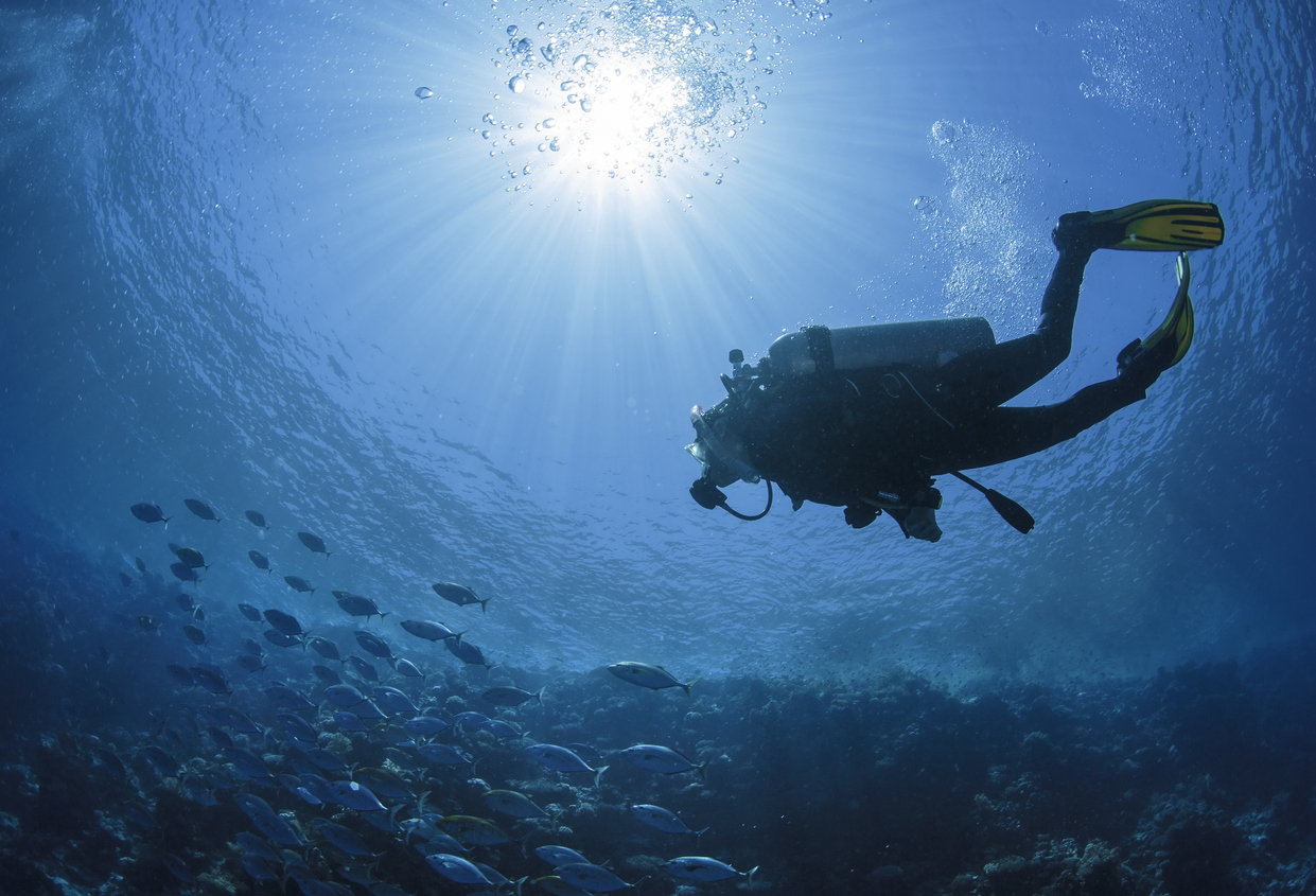 Diver swims in a Red Sea