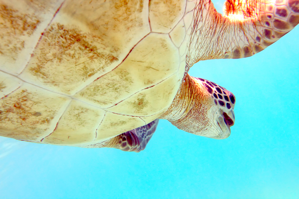 Close-up shot of a turtle under water, shallow focus