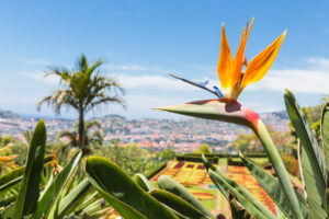 Strelitzia in Botanical garden of Funchal at Madeira Island