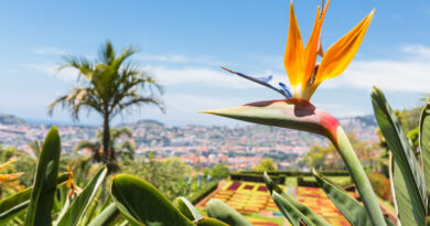 Strelitzia in Botanical garden of Funchal at Madeira Island