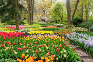 Colourful Tulips Flowerbeds and Path in an Spring Formal Garden