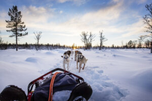 Musher and passenger in a dog sleigh with huskies a cold winter evening.
